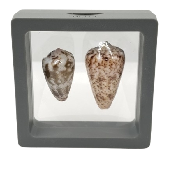 Other - Decorative Shell Display in Gray Frame